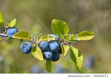 Branch of blackthorn with ripe berries and leaves 30098221