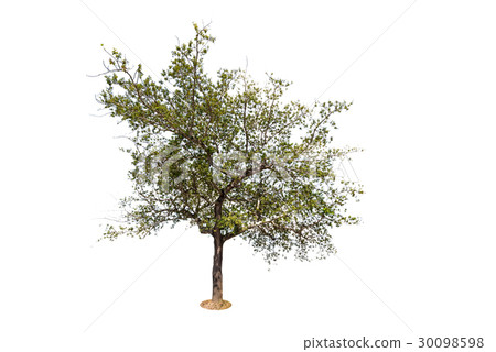 image of trees isolated on white background 30098598