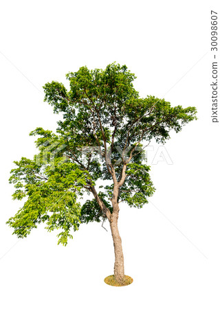 image of trees isolated on white background 30098607