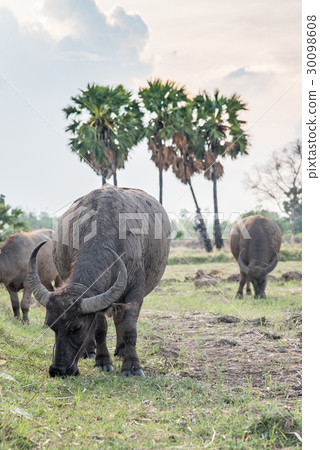 Asian buffalo eat grass on the field Asian buffalo eat grass on the field 30098608