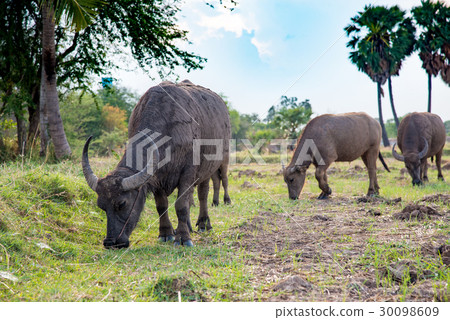 Asian buffalo eat grass on the field Asian buffalo eat grass on the field 30098609