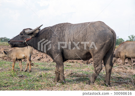 Asian buffalo eat grass on the field  30098616