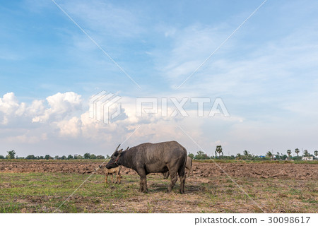 Asian buffalo eat grass on the field Asian buffalo eat grass on the field 30098617