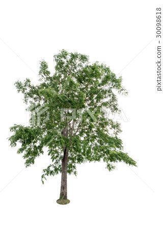 image of trees isolated on white background 30098618