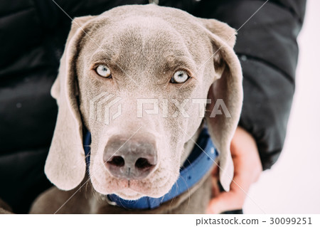 Close Portrait Of Beautiful Weimaraner Dog. The Close Portrait Of Beautiful Weimaraner Dog. The 30099251