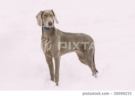 Beautiful Weimaraner Dog Standing In Snow At 30099255