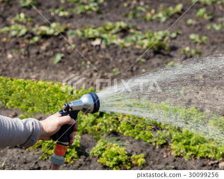 Gardener holds an irrigation hose and spray water Gardener holds an irrigation hose and spray water 30099256