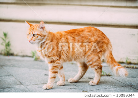 Red Young Cat Walking Outdoor At Summer Street 30099344
