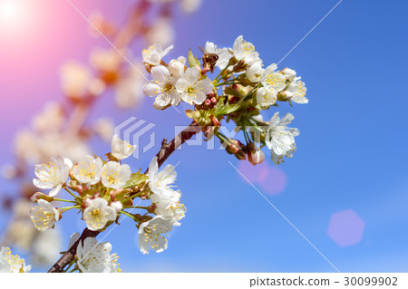 Bees pollinate the flowers of spring trees 30099902