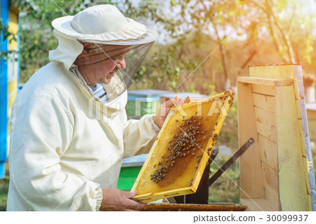 圖庫照片: beekeeper is working with bees and beehives on the