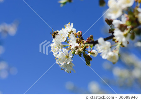 Bees pollinate the flowers of spring trees 30099940