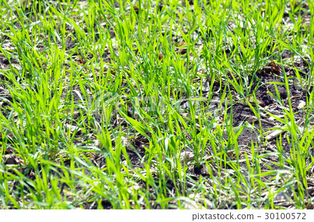 Winter wheat germs on the field Winter wheat germs on the field 30100572