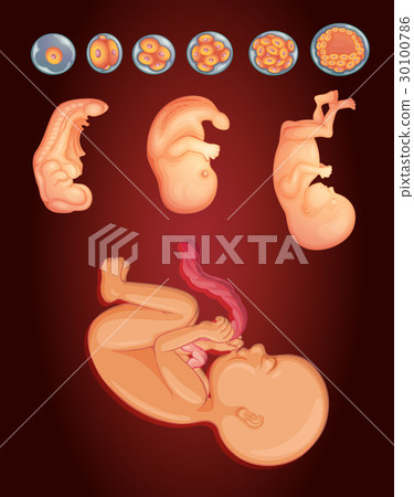 Diagram showing baby growing inside woman womb Diagram showing baby growing inside woman womb 30100786