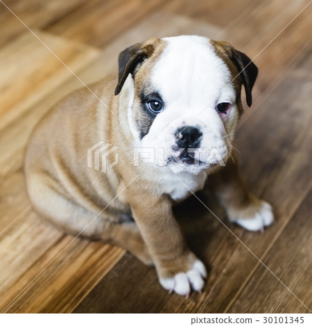 English bulldog puppy with shallow depth of field English bulldog puppy with shallow depth of field 30101345
