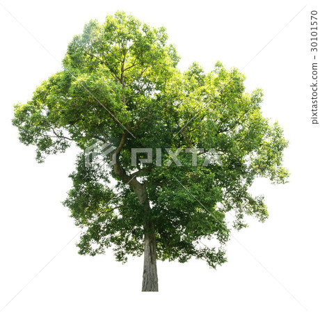 Trees isolated on white background 30101570