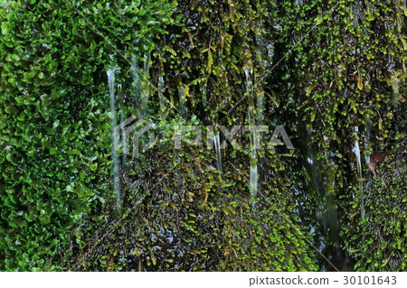 Kamimizu  -  Nekomuchi Shimizu Tadami cho 30101643