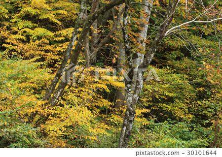 秋天落葉林Tadami cho 30101644