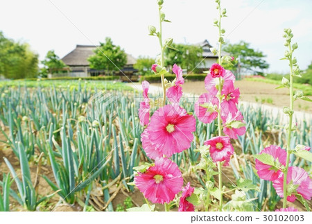 蒼井空 蒼井空 30102003