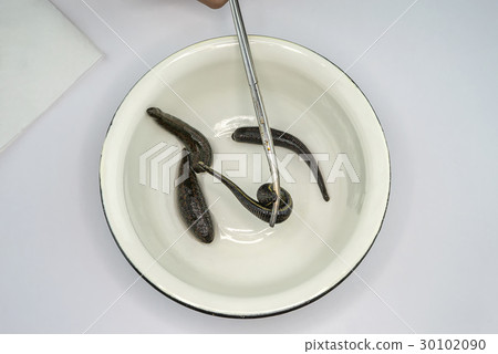 Medical leech on white background Medical leech on white background 30102090