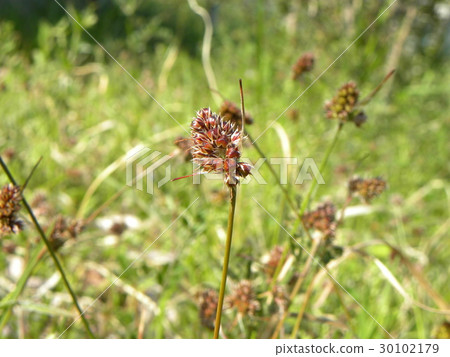 If a sparrow has a spear it is such a spear - 30102179