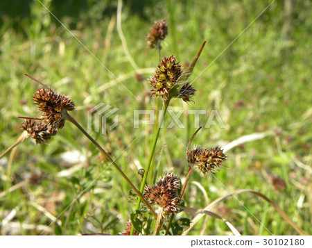 If a sparrow has a spear it is such a spear - If a sparrow has a spear it is such a spear - 30102180