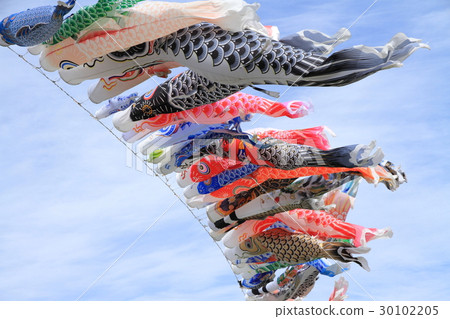 Carp streamers swimming enormously in the sky 30102205