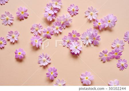 背景材料〜報春花〜 30102244