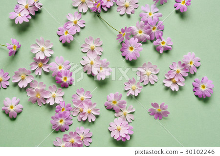 Background material ~ primrose ~ 30102246