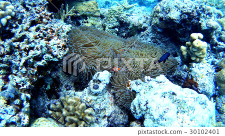 沖繩Akajima的anemonefish水下的照片 沖繩Akajima的anemonefish水下的照片 30102401