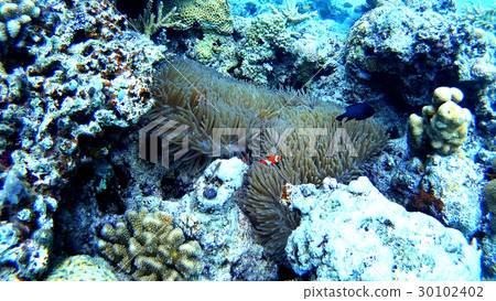 An anemonefish underwater photograph of Okinawa Akajima An anemonefish underwater photograph of Okinawa Akajima 30102402