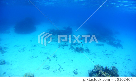 Nishihama海灘的海蛇水下的照片在沖繩島Akajima的 Nishihama海灘的海蛇水下的照片在沖繩島Akajima的 30102404