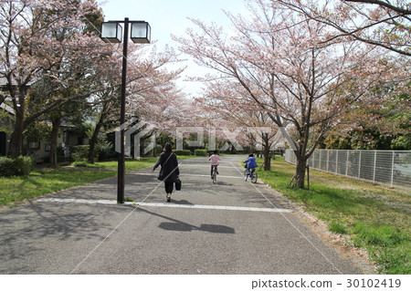 Row of cherry trees Row of cherry trees 30102419