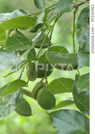 Natural plants Croion, tropical and subtropical plants seen at the coast of Okinawa. It is said that this fruit spreads the distribution by ocean current Natural plants Croion, tropical and subtropical plants seen at the coast of Okinawa. It is said that this fruit spreads the distribution by ocean current 30102662