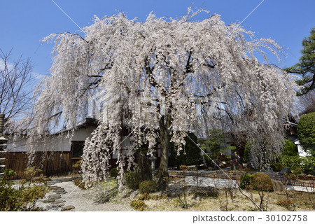 Honmaji Temple Underwood Cherry Blossoms Honmaji Temple Underwood Cherry Blossoms 30102758