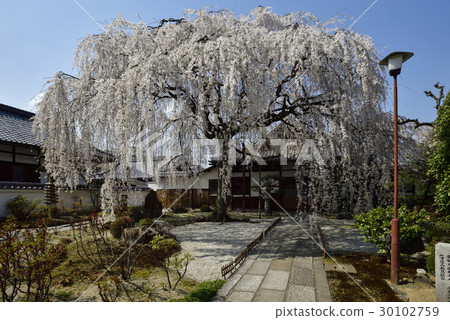 Honmaji Temple Underwood Cherry Blossoms Honmaji Temple Underwood Cherry Blossoms 30102759