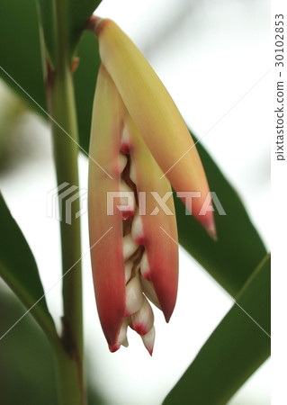 Natural plant Getaw, Ishigakijima in the middle of April. The bract broke and the flowers started peeking 30102853