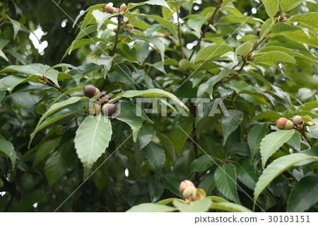 Acorn 30103151