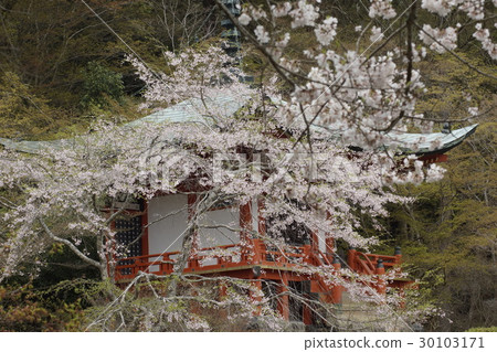 Building cherry blossoms scenery Building cherry blossoms scenery 30103171