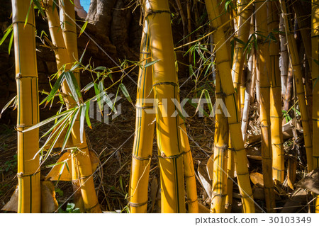 Bamboo in Botanical Garden Chellah Rabat, Morocco 30103349