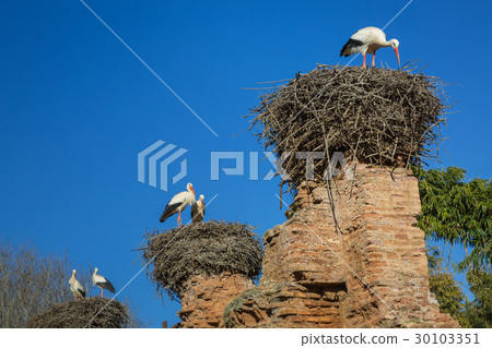 Storks nesting in Chellah sanctuary Rabat, Morocco 30103351
