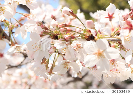 Cherry blossoms near the Imperial Palace 30103489