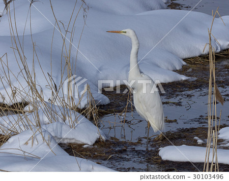 大白鷺 30103496