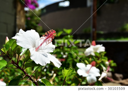 夏威夷的假期 夏威夷的假期 30103509