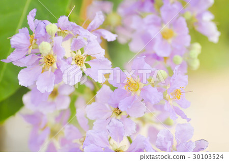 lagerstroemia,,lagerstroemia floribunda jack lagerstroemia,,lagerstroemia floribunda jack 30103524