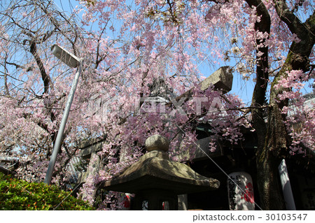 Rain koin cherry tree 30103547