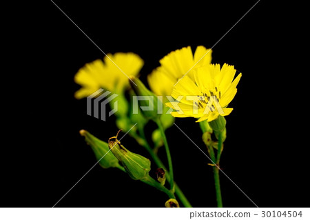 Yellow Fleabane flower on blue sky background Yellow Fleabane flower on blue sky background 30104504