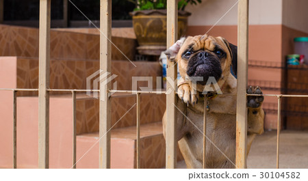 dog was trapped in the house dog was trapped in the house 30104582