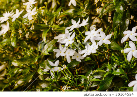 White flowers White flowers 30104584