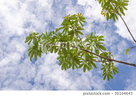 Branches nature sky Branches nature sky 30104643