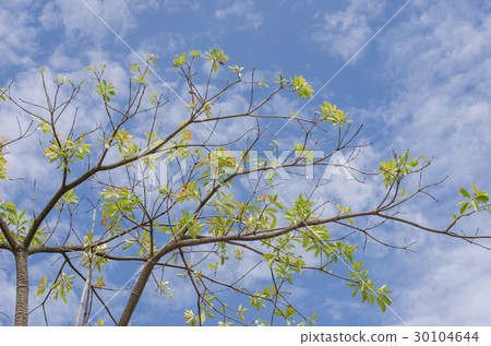 Branches nature sky Branches nature sky 30104644